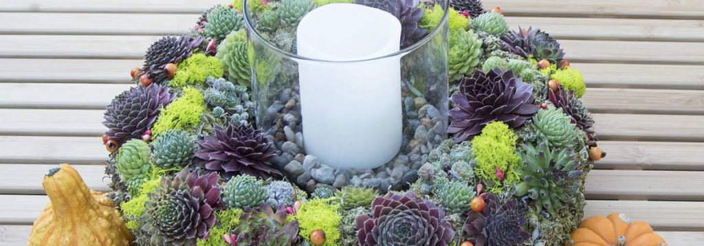 Succulent Wreaths Living Succulent Wreath Centerpieces