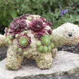 Miniature Turtle Topiary