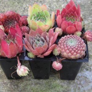 Sempervivum (Hens and Chicks) Succulent Plant Collections for Sale