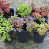 Miniature Garden Collections