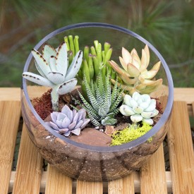 Terrariums Planted with Succulents | Terrarium DIY Kits