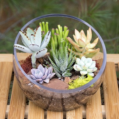 Succulent Terrarium Bowl | Terrarium Succulent Centerpieces | Simply ...