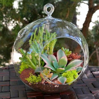 Succulent Terrarium Ball