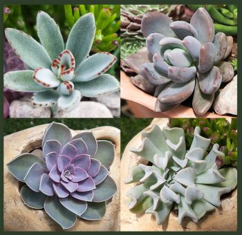 Exotic Succulent Collection