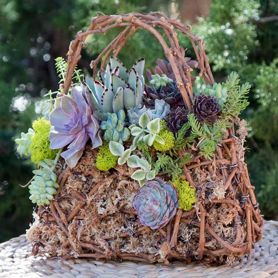 Indoor Gardens | Simply Succulents®