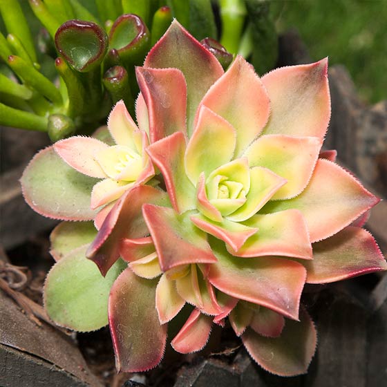 Photos of Succulents | Types of Succulent Plants