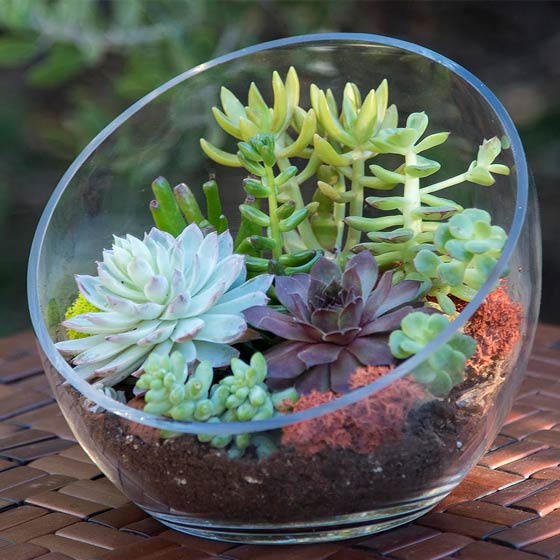 Succulent Collections | Simply Succulents®