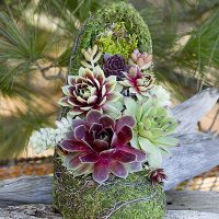 High Heel Pump Shoe Planted With Colorful Succulents Simply Succulents