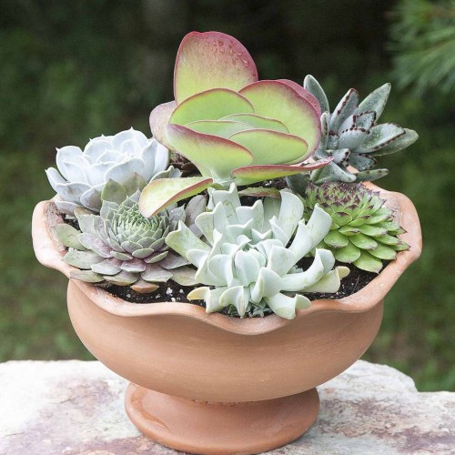 Plants | Simply Succulents®