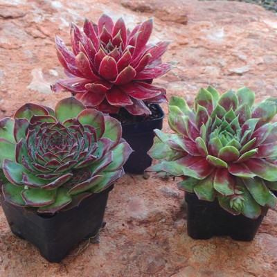 Sempervivum (Hens and Chicks) for Sale | Hardy Succulents