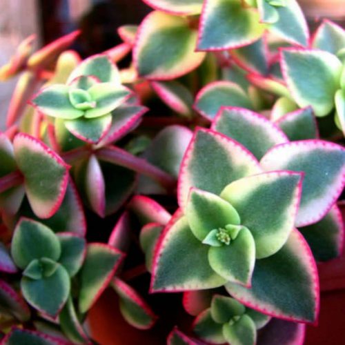 Exotic (Tender) Succulents | Indoor & Home Soft Succulents