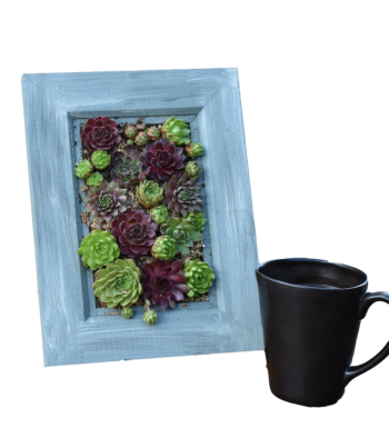 Succulent Picture Frame