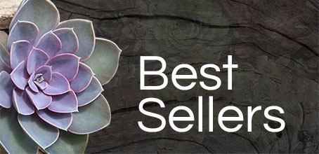 Click to Shop Best Selling Succulent Plants & Gifts