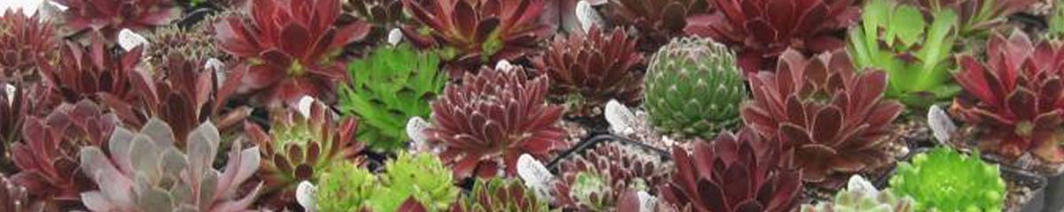 Succulent Collections for Miniature Gardens