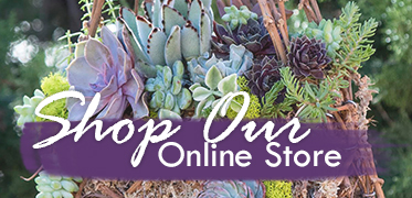Shop Online Succulent Plants Store