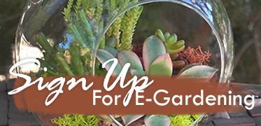 Succulents E-mail Newsletter Sign-Up