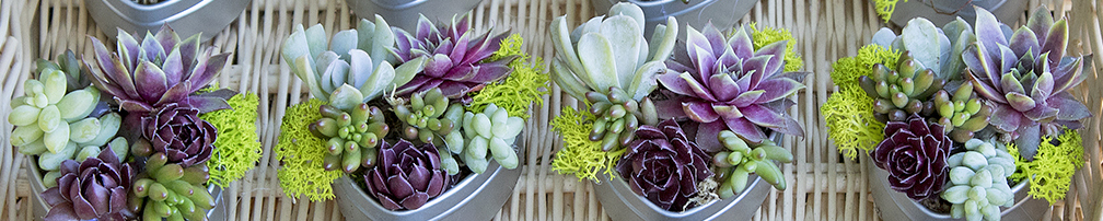 Succulents for Weddings