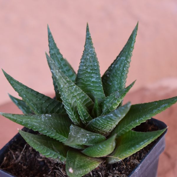 Haworthia Limifolia Fairy Washboard Simply Succulents,Dog Ear Mites Pictures