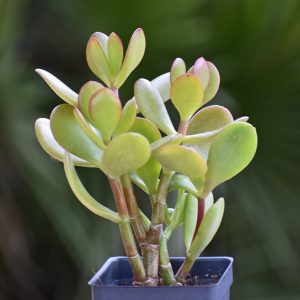Exotic (Tender) Succulents | Indoor & Home Soft Succulents