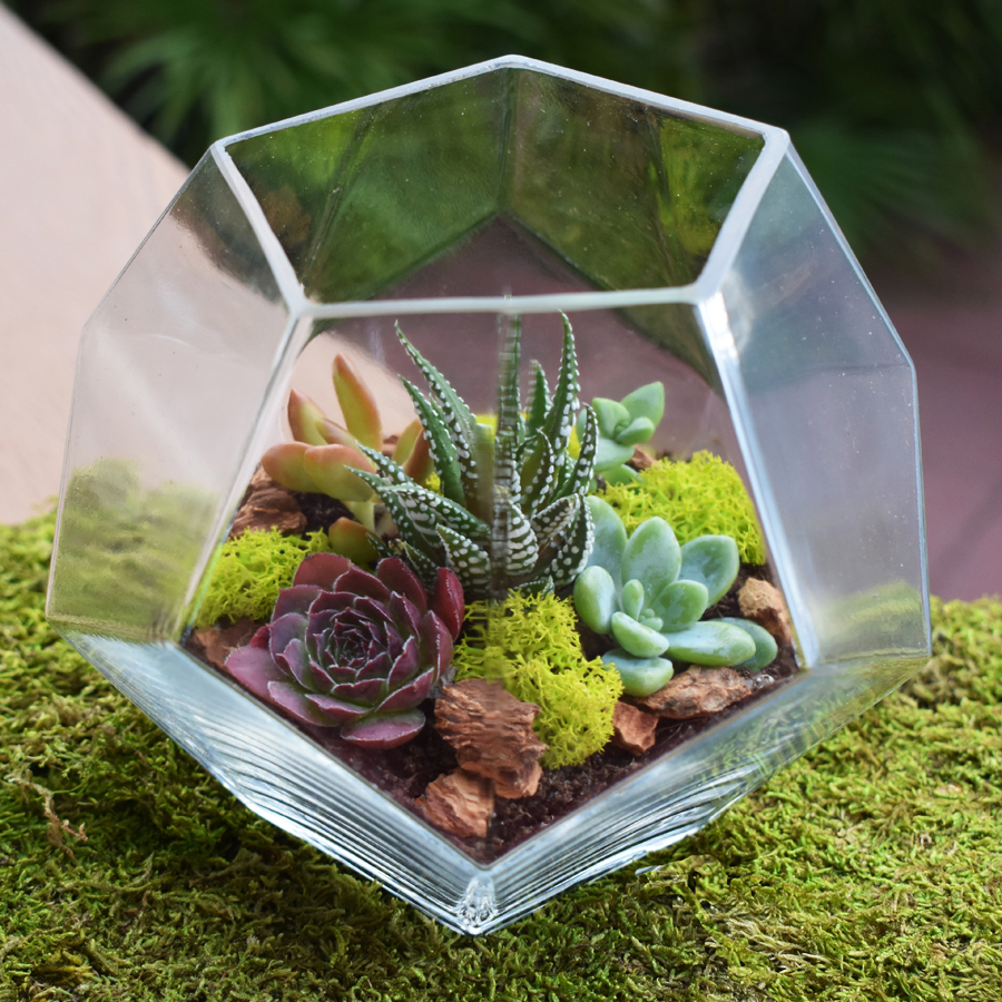 Crystal Terrarium Kit | Simply Succulents®
