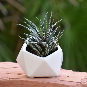 Ceramic planter with succulent