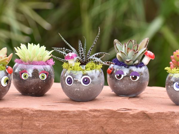 etisk dør Tilsvarende Mini Terrarium Kit | Gardening Kits for Kids | Succulents