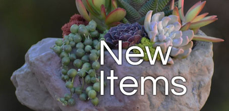 Click to Shop New Succulents & Gift Items