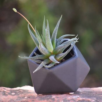 geometric pot with succulent