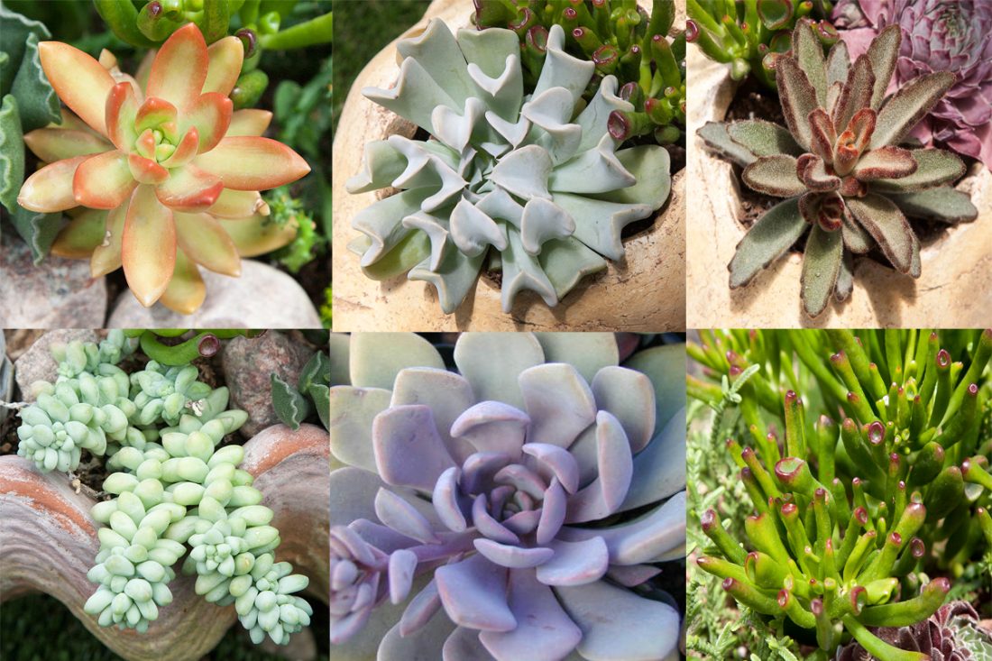 Exotic Succulent Companion Plants – Collection of 6 | Simply Succulents®