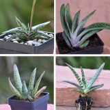 Gasteria Collection