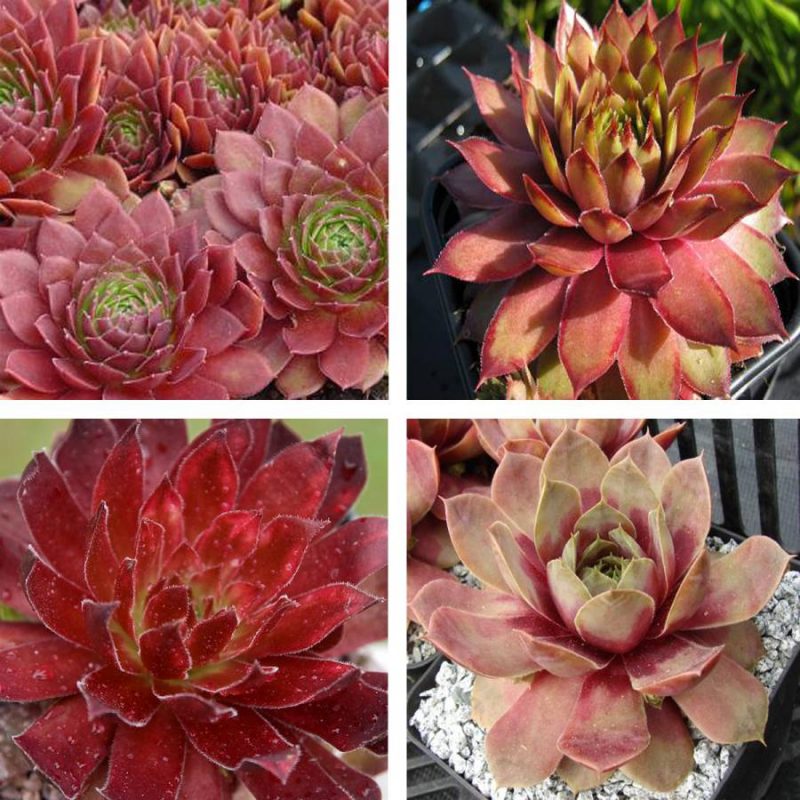 Sempervivum Succulents (Hens and Chicks) | Hardy Sempervivums for Sale ...