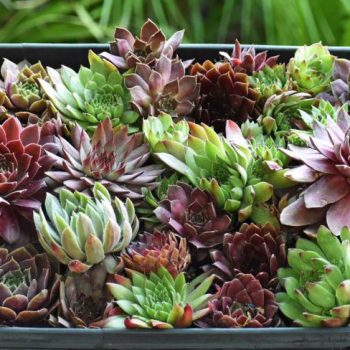 Simply Succulents® | Shop Indoor & Outdoor Succulent Plants