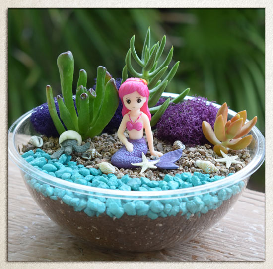 Succulent Kits for Kids