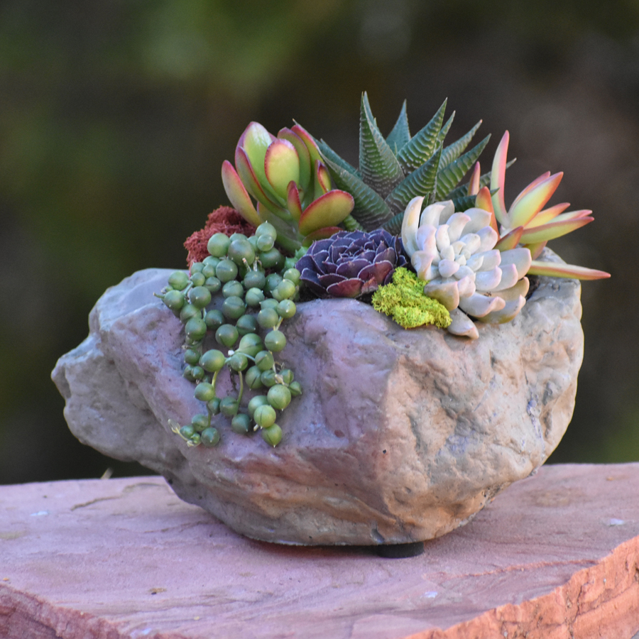 Group Gifts with Succulents