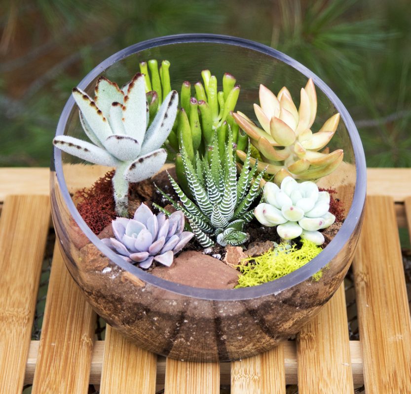 Corporate Gifts | DIY Group Plant Parties with Succulents