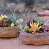 Succulent Stone Kits