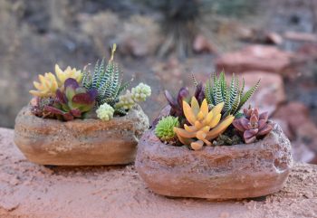 Succulent Stone Kits